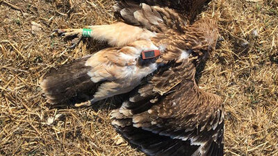 Nesli tehlike altındaki kartal vuruldu