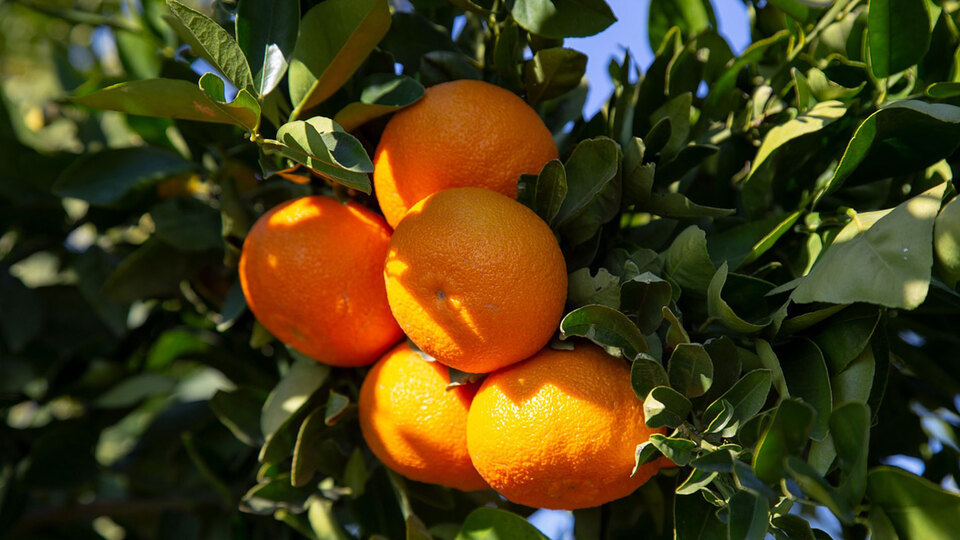 Mandalinada hedef 500 milyon dolar