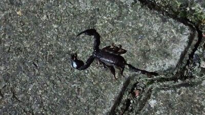 Sarıyer'de bir sokağı akrep ve fareler bastı