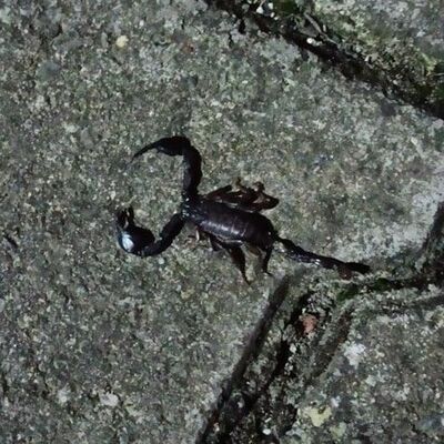 Sarıyer'de bir sokağı akrep ve fareler bastı