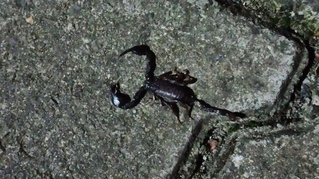 Sarıyer'de bir sokağı akrep ve fareler bastı