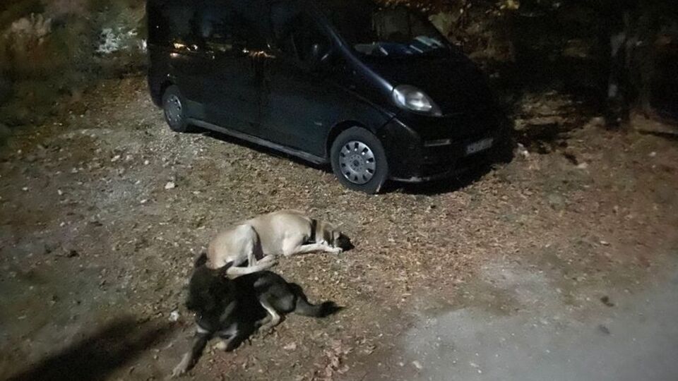 Köpekleri döndü, kendisi kayıp!
