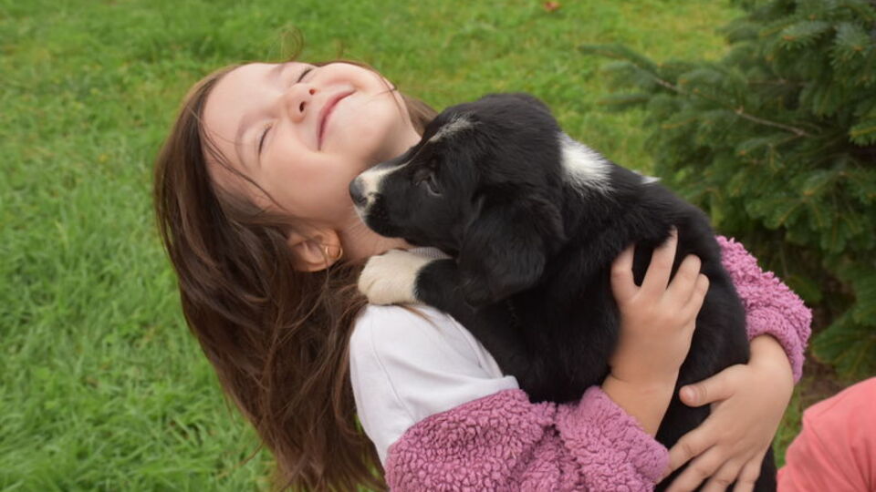 Sahipsiz köpekler sıcak yuvaya böyle kavuşuyor