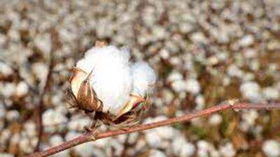 Pamuk fiyatlarında rekor yükseliş