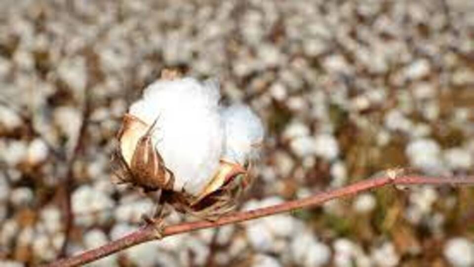 Pamuk fiyatlarında rekor yükseliş