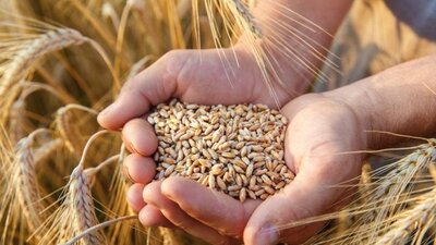2021 Buğday fiyatları ne kadar?