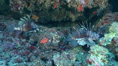 Kızıldeniz'in 'istilacısı' Ege'nin kâbusu oluyor!