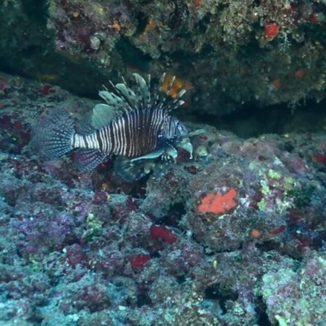 Kızıldeniz'in 'istilacısı' Ege'nin kâbusu oluyor!