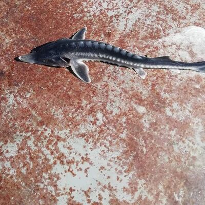 Keban Baraj Gölü'nden çıkan balık şoke etti!