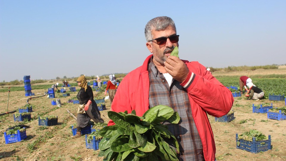 Üreticiler çiğ ıspanak yedi