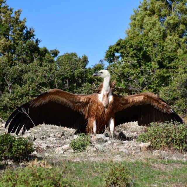 Çanakkale'de bitkin halde ortaya çıktı