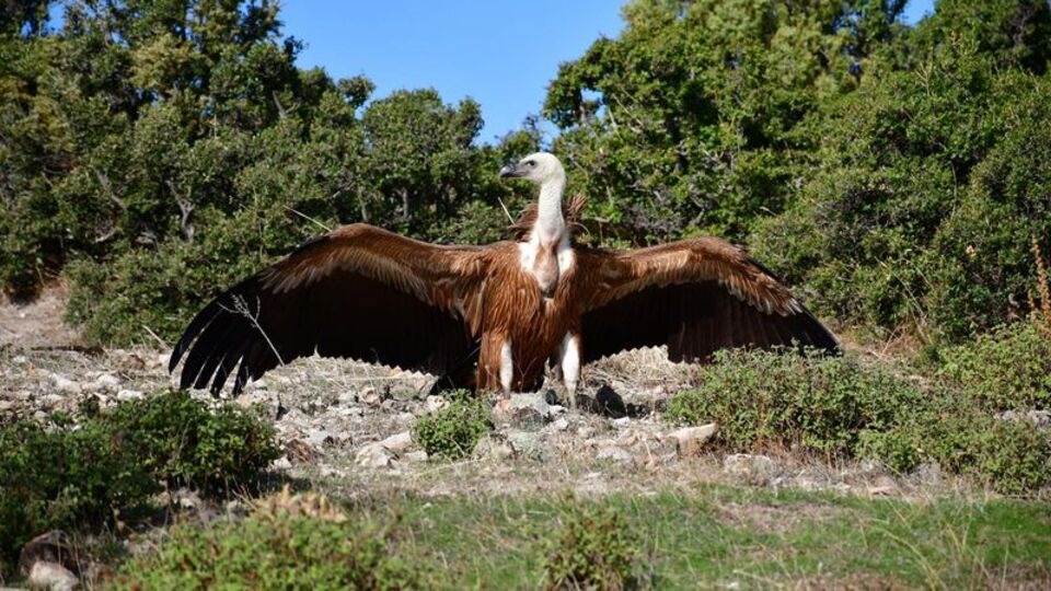Çanakkale'de bitkin halde ortaya çıktı