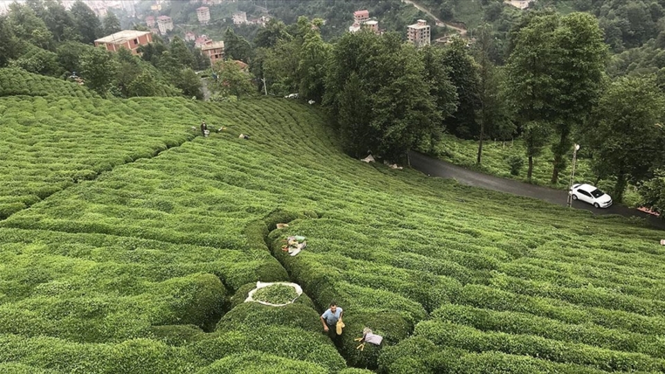 ÇAYKUR 860 bin 400 ton yaş çay aldı