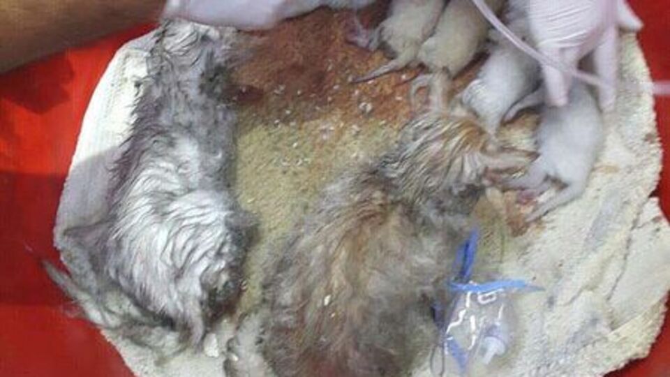 Bu sefer kediler için mücadele ettiler