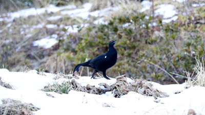 Görüntülemek isteyen Doğu Karadeniz'e gidiyor
