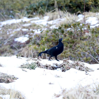 Görüntülemek isteyen Doğu Karadeniz'e gidiyor