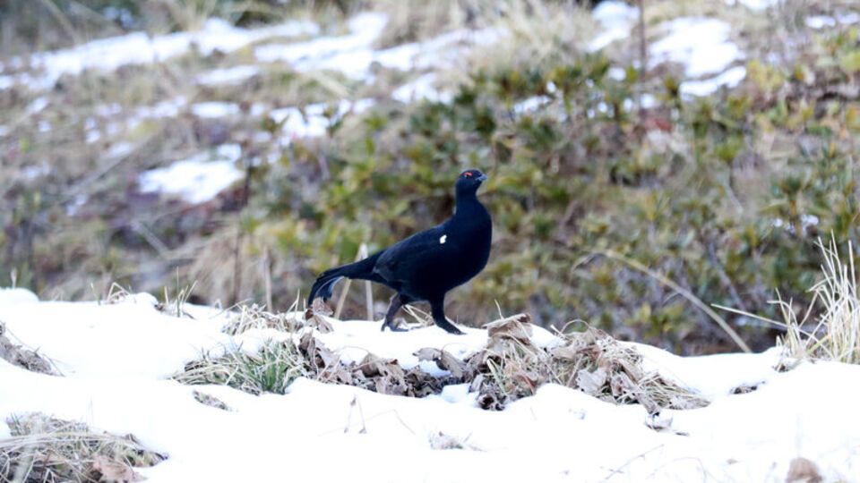 Görüntülemek isteyen Doğu Karadeniz'e gidiyor