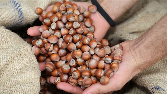 Giresun, Ordu (il il) fındık fiyatları