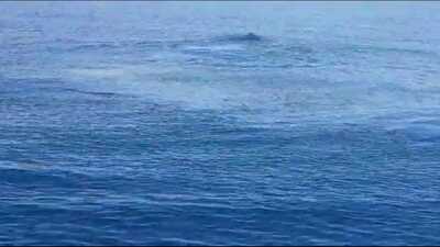 'Van Gölü canavarı' efsanesi yeniden!