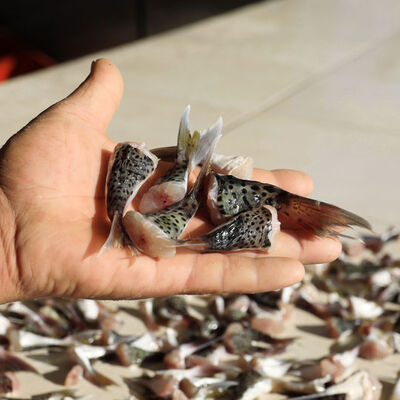 Beklenen olmadı, yeniden başlıyor!