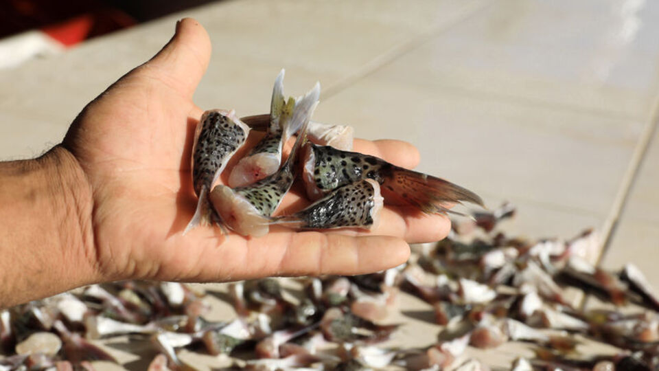 Beklenen olmadı, yeniden başlıyor!