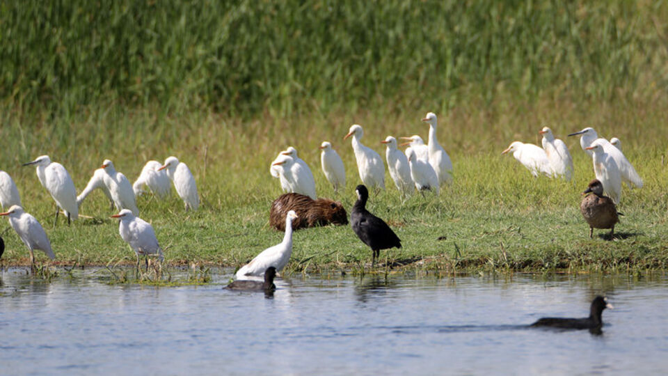 Yaban kuşlarıyla beslenirken görüntülendi