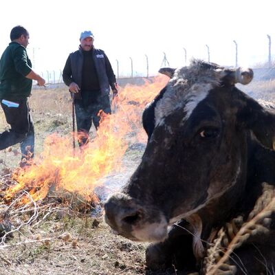Erzurum'da suya düşen ineği ateş yakıp ısıttılar