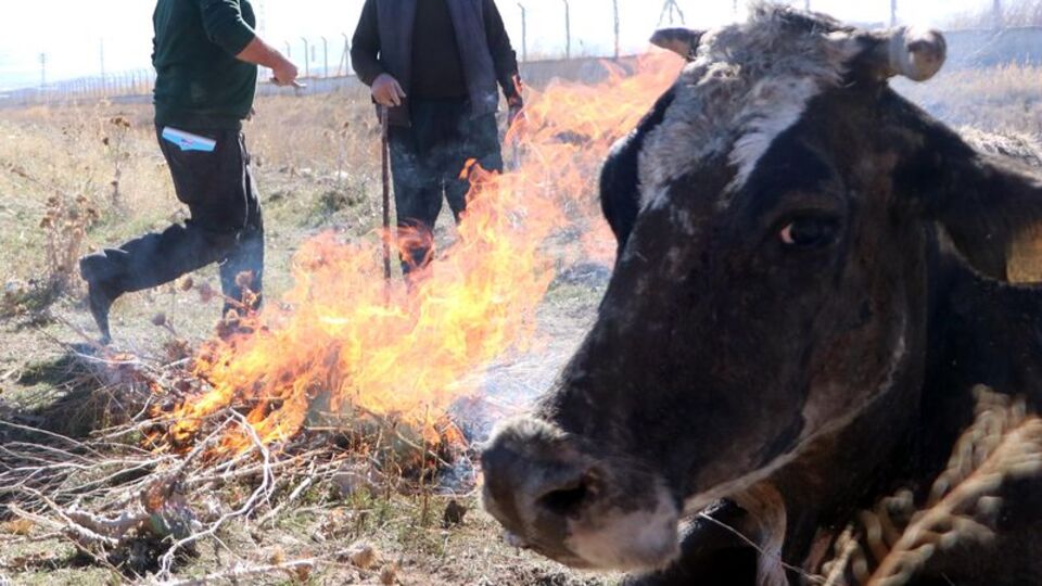 Erzurum'da suya düşen ineği ateş yakıp ısıttılar