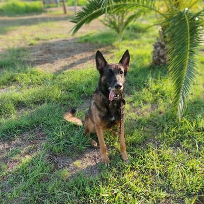 1.5 milyonluk uyuşturucu 'Aşil'e takıldı