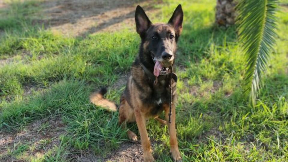 1.5 milyonluk uyuşturucu 'Aşil'e takıldı