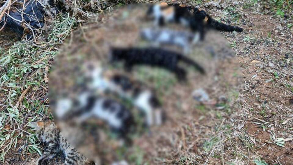 Muğla'da vahşet! 21 kedi zehirlendi
