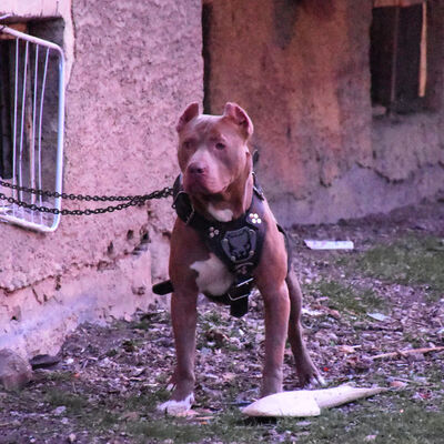 Pitbulllar gerçekten saldırgan mı?