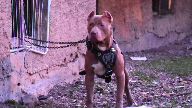 Pitbulllar gerçekten saldırgan mı?