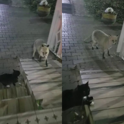Ekmek kavgası!