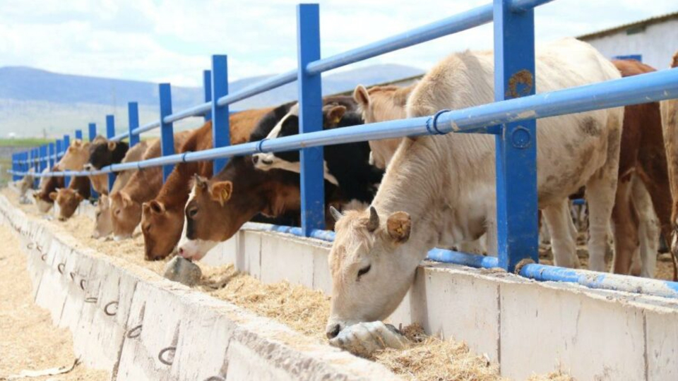 Yem fiyatlarındaki artışa müdahale talebi