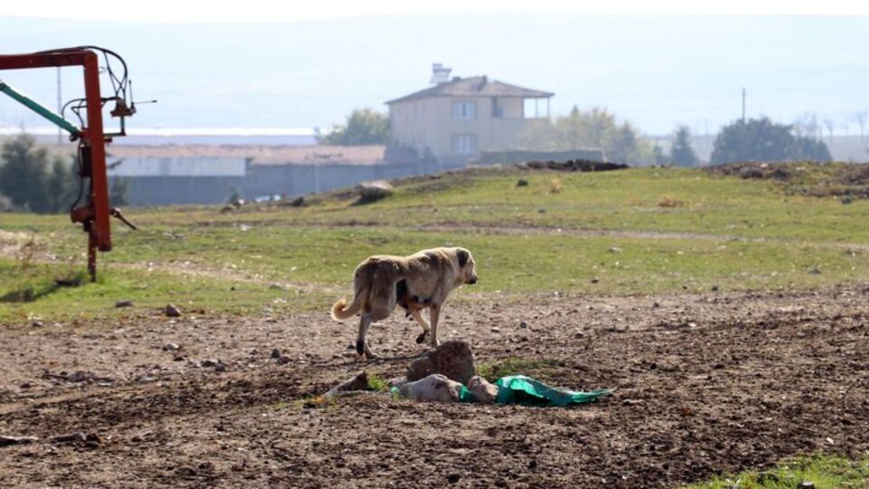 Eskişehir'de kuduz karantinası!
