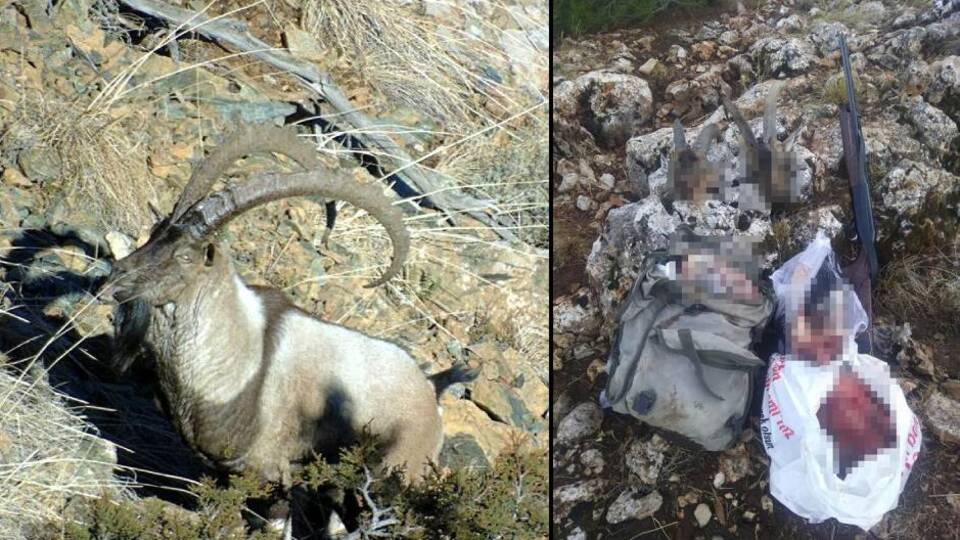 Yaban keçisi avına şok ceza!