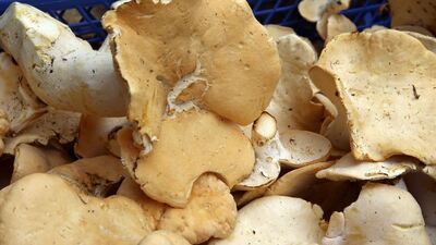 50 gramı öldüren mantar: Köygöçüren