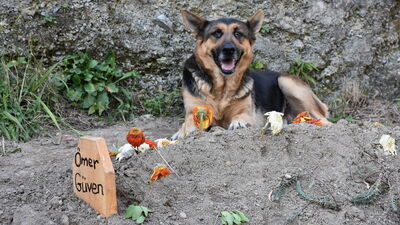 Duygulandıran bağlılık! Mezarından ayrılmıyor