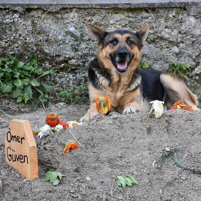 Duygulandıran bağlılık! Mezarından ayrılmıyor