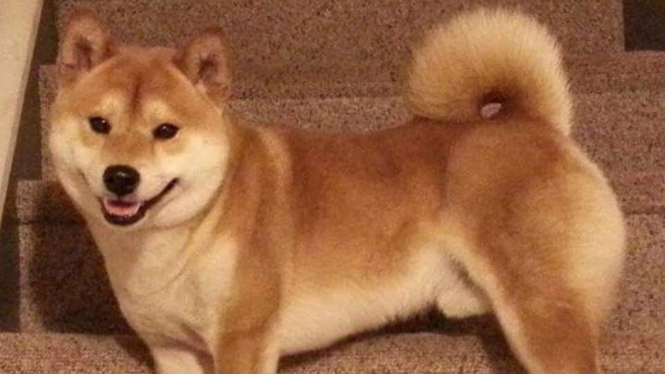 Sahibi terk etti, açık artırmada satıldı!