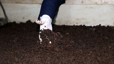 Solucan gübresi patates ve buğdayda rekolteyi artırdı