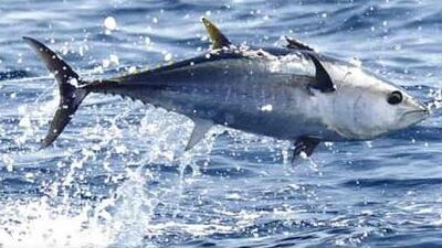 50 yıl sonra görüldü! O balık İzmit Körfezi'nde!