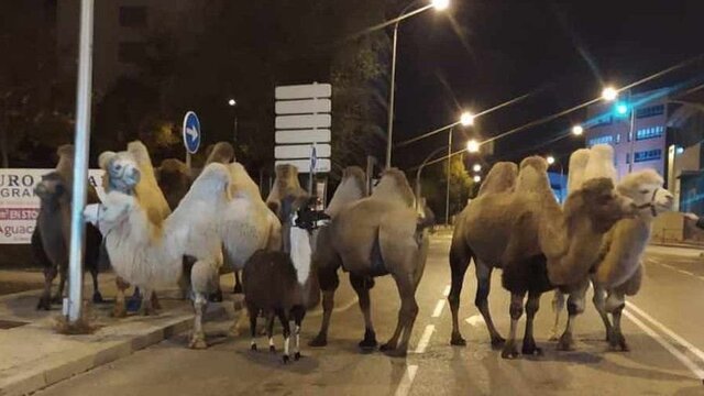 Madrid'de sirkten kaçan 8 deve ve bir lama sokakta dolaşırken bulundu