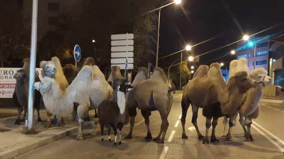 Madrid'de sirkten kaçan 8 deve ve bir lama sokakta dolaşırken bulundu