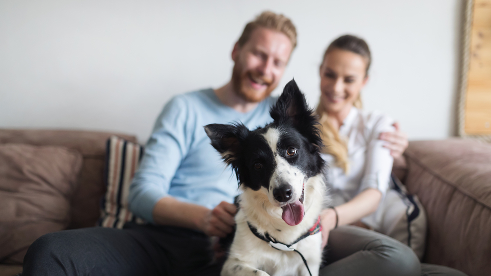 Evcil hayvan sahiplerine 'yakın temas' uyarısı!