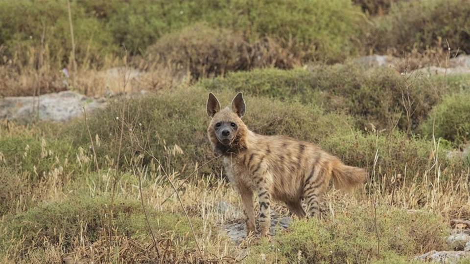 Sırtlanlarda Covid-19 tespit edildi