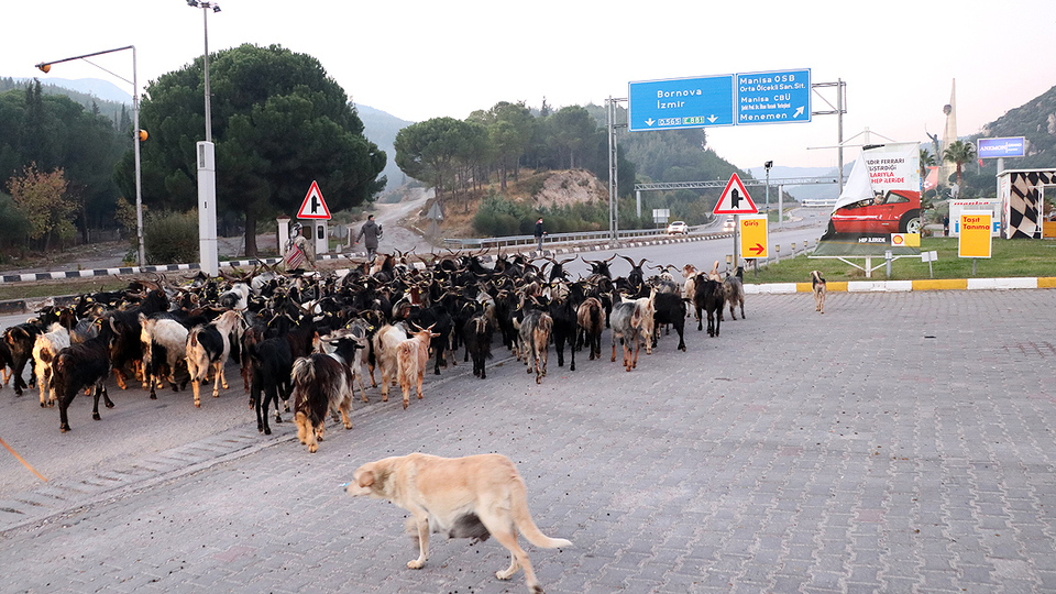 40 yıldır güzergahını değiştirmedi!