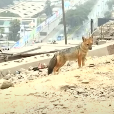 Köpek diye aldılar ama... Gerçek böyle ortaya çıktı