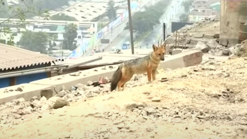 Köpek diye aldılar ama... Gerçek böyle ortaya çıktı